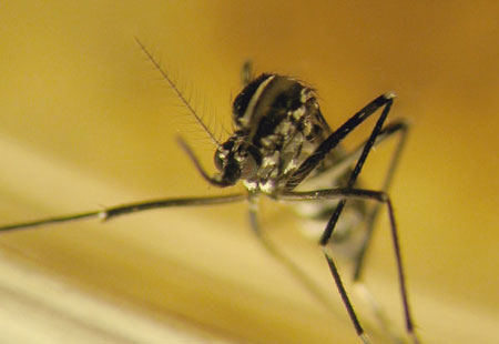 Chikungunya. Ordinanza di disinfestazione straordinaria in alcune vie del quartiere Morena – Ciampino Vecchio Chikungunya. Ordinanza di disinfestazione straordinaria in alcune vie del quartiere Morena – Ciampino Vecchio