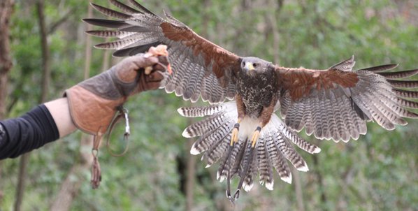 Ciampino, falconieri al Cimitero per allontanare i piccioni